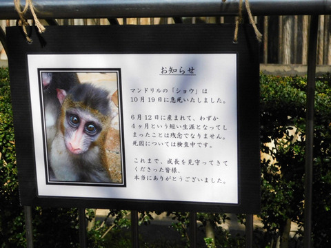 【原神】魈の売り上げ酷かったらこれ無限に貼られるな